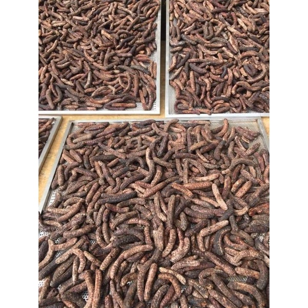 1kg Chuối hột rừng tây nguyên