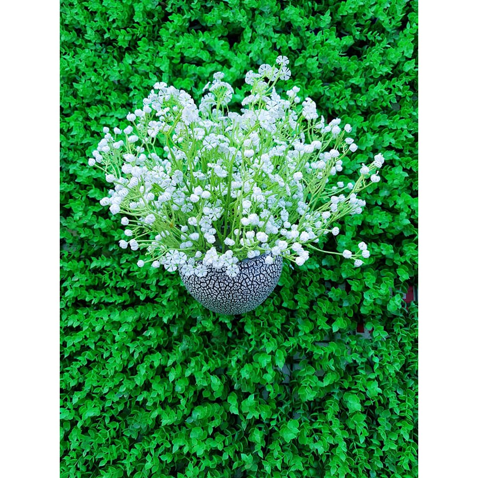 Điểm baby,cành ngắn 15k