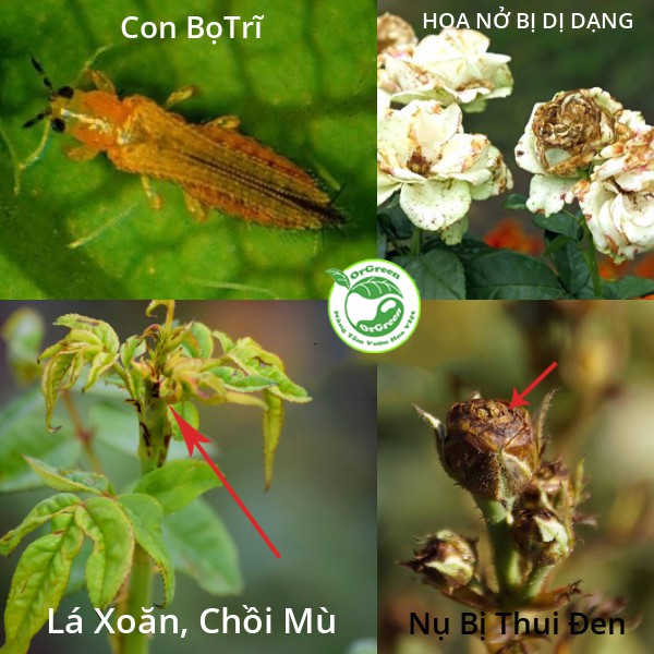500ml OrGreen Sâu Hại Hoa Hồng - Chế phẩm sinh học công nghệ Nhật Bản - Chế phẩm sinh học dành cho hoa hồng