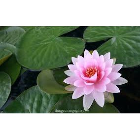 Củ giống Súng Thái mini giao màu ngẫu nhiên, ko lựa màu