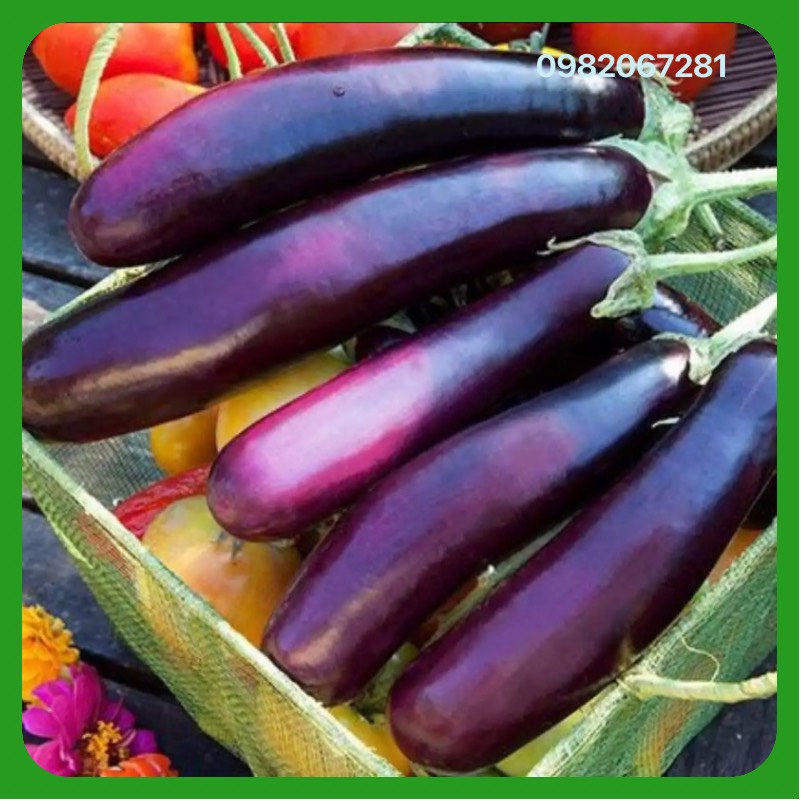Hạt giống cà tím trái dài sai quả dễ trồng