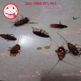 ⚡𝐅𝐑𝐄𝐄𝐒𝐇𝐈𝐏⚡ THUỐC DIỆT KIẾN, DIỆT GIÁN - Tận gốc - QA