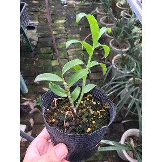 kie phi điệp rừng mắt bão