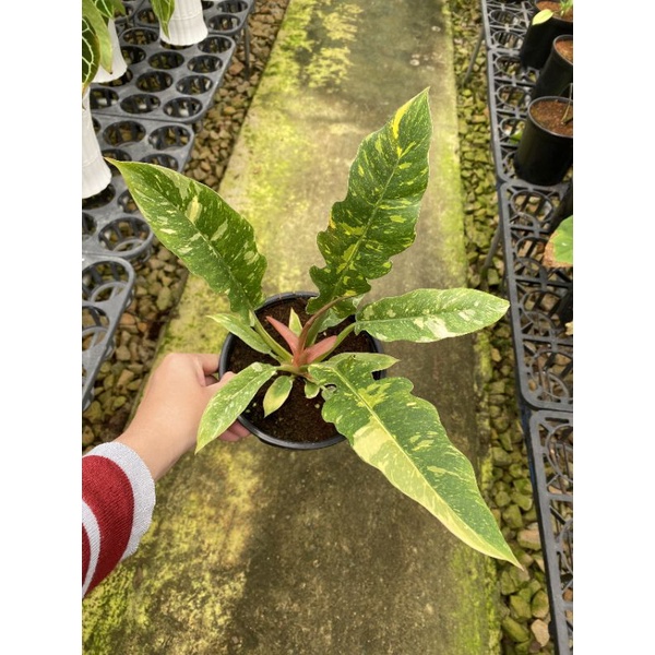 Chậu cứng Philodendron ring of fire var