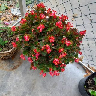 Thu hải đường sẵn bầu hoa ảnh 2