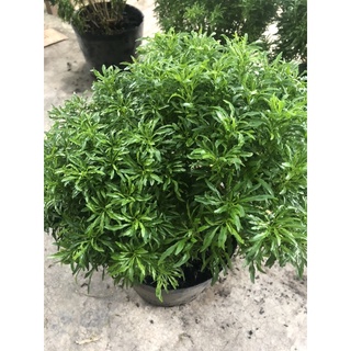 Cây Đinh lăng thái lớn