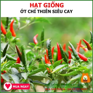 Hạt Giống Ớt Chỉ Thiên Siêu Cay F1 0.1gram