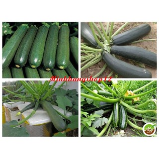 Hạt Giống Bí Ngồi Xanh Nảy Mầm 100% Tặng Kèm Kích Mầm