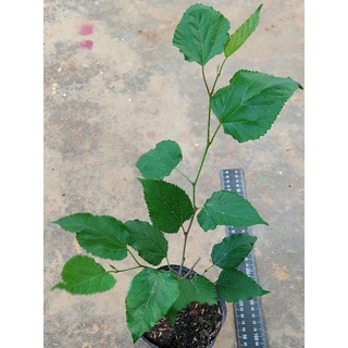 Cây dâu tằm ăn trái