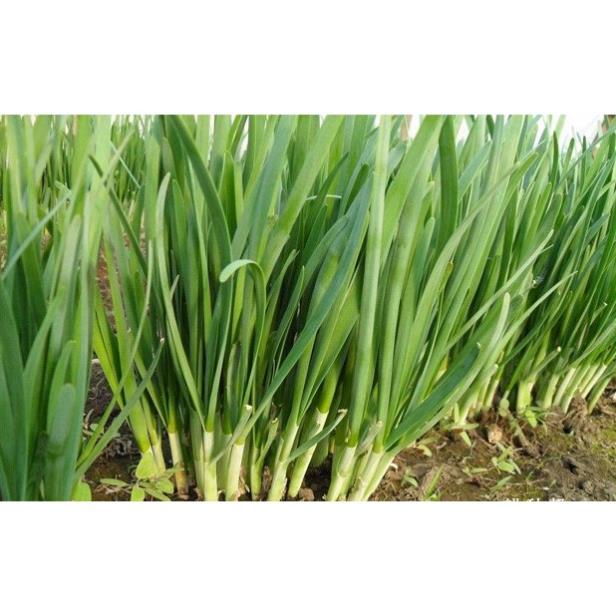 Hạt Giống Hẹ Cao Sản Nhật Bản  - Dinh Dưỡng, Năng Suất Cao - MUA 3 TẶNG 1 CÙNG LOẠI