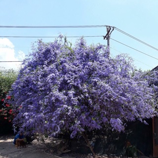 Cây mai xanh