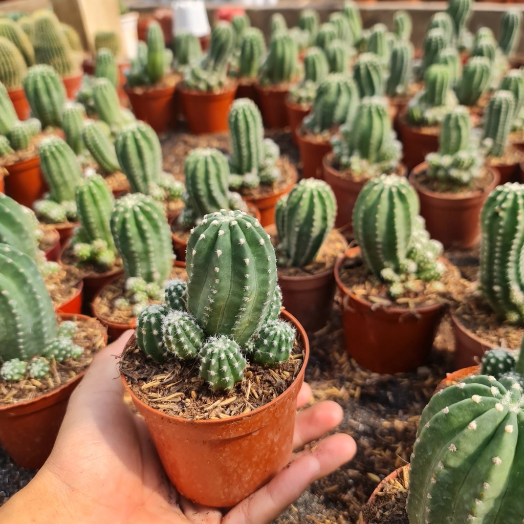 CÂY XƯƠNG RỒNG ECHINO ,, phong thuỷ để bàn mini GIÁ RẺ, lọc không khí, Cây Tươi Nguyên CTN0620