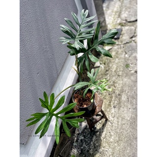 Trầu bà | Philodendron Mayoi