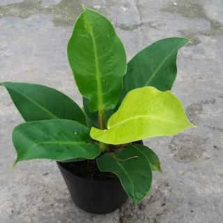 Trầu bà đế vương vàng