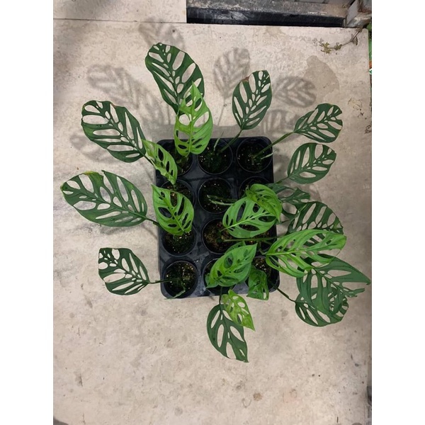 Cây lá lỗ đột biến adansonii var adansonii