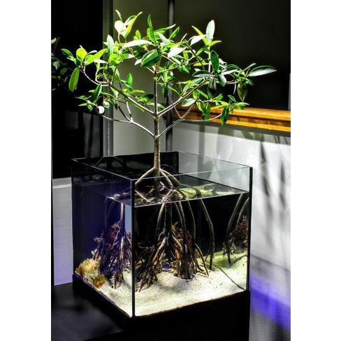Cây Thủy Sinh -Trái Đước - Biotope -thủy sinh độc lạ