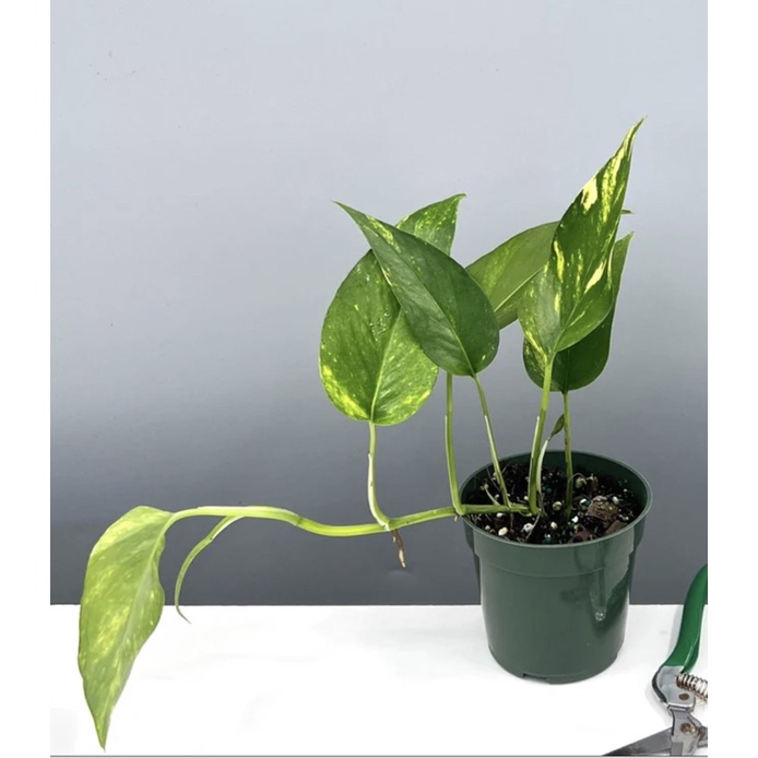 Cây bán ảnh cuối-  Epipremnum Pinnatum Aurea/ trầu bà xẻ vàng
