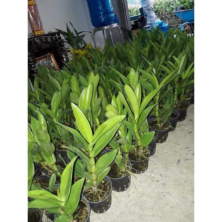 Hoa Lan Dendro Nắng Ceasar Red, 1 chậu cây trưởng thành, nhiều thân, sắp ra hoa