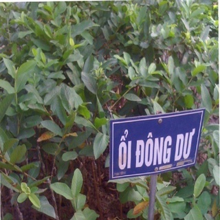 CÂY GIỐNG ỔI GĂNG ( ỔI ĐÔNG DƯ HAY ỔI TỨ QUÝ)
