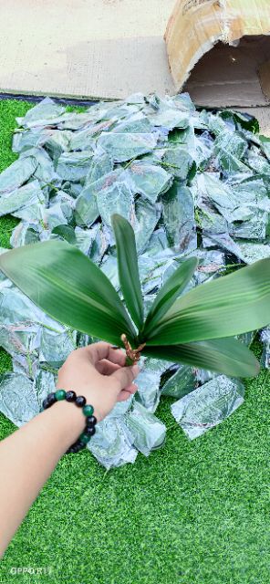 Cụm lá lan cao cấp 20k