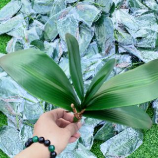cụm lá lan cao cấp 20k
