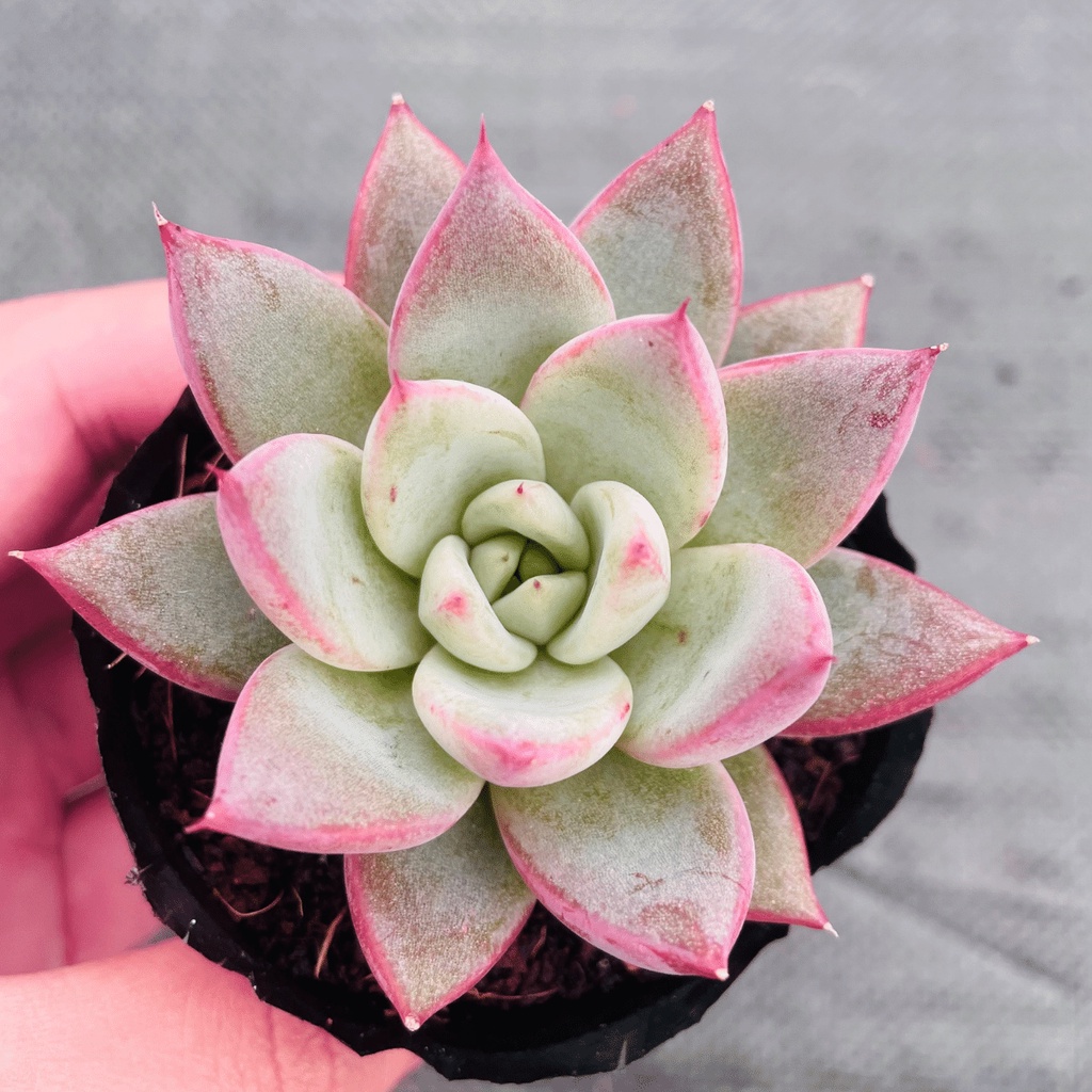 Sen đá mận tím SONDA GARDEN size bé 5-6cm, cây cảnh trang trí nhà cửa, lỗi 1 đổi 1