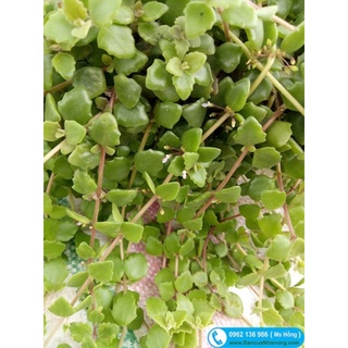 Cây vảy rồng (20 cành)