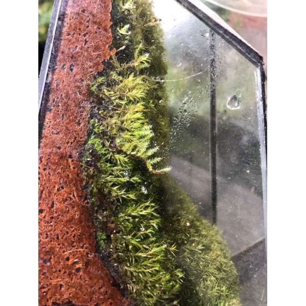 Đất kết dính PEAT'CLAY