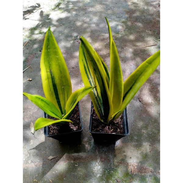 Cây Lưỡi hổ Hoàng Kim