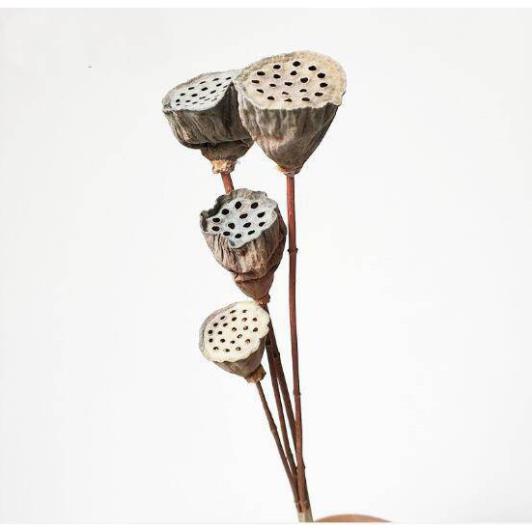 Đài Hoa Sen Khô Tự Nhiên Trang Trí Decor