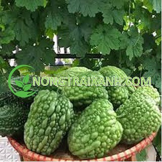 5H - HẠT GIỐNG KHỔ QUA TRÁI TIM