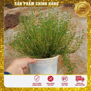 Hạt giống Cỏ Xạ Hương(Thyme) - 50 Hạt