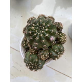 xương rồng lobi bụi