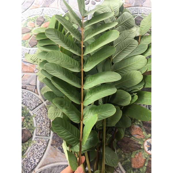 Lá muồng trâu 500gram