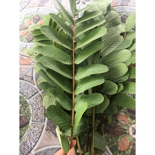 Lá muồng trâu 500gram