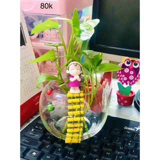 Tiểu cảnh trầu bà thuỷ sinh