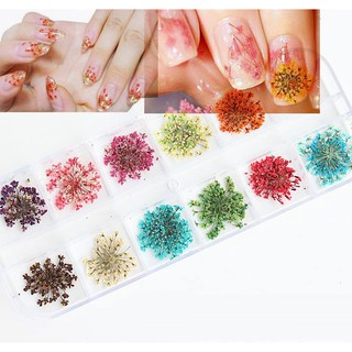 SET HOA KHÔ Nail CHÙM 12 MÀU