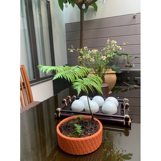 cẩu tích  10 củ nhỏ
