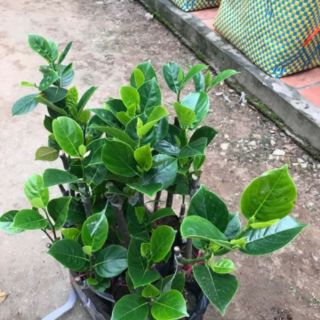10 câ.y giống Mít không hạt
