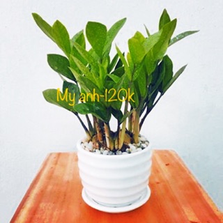 Kim tiền bao gồm chậu