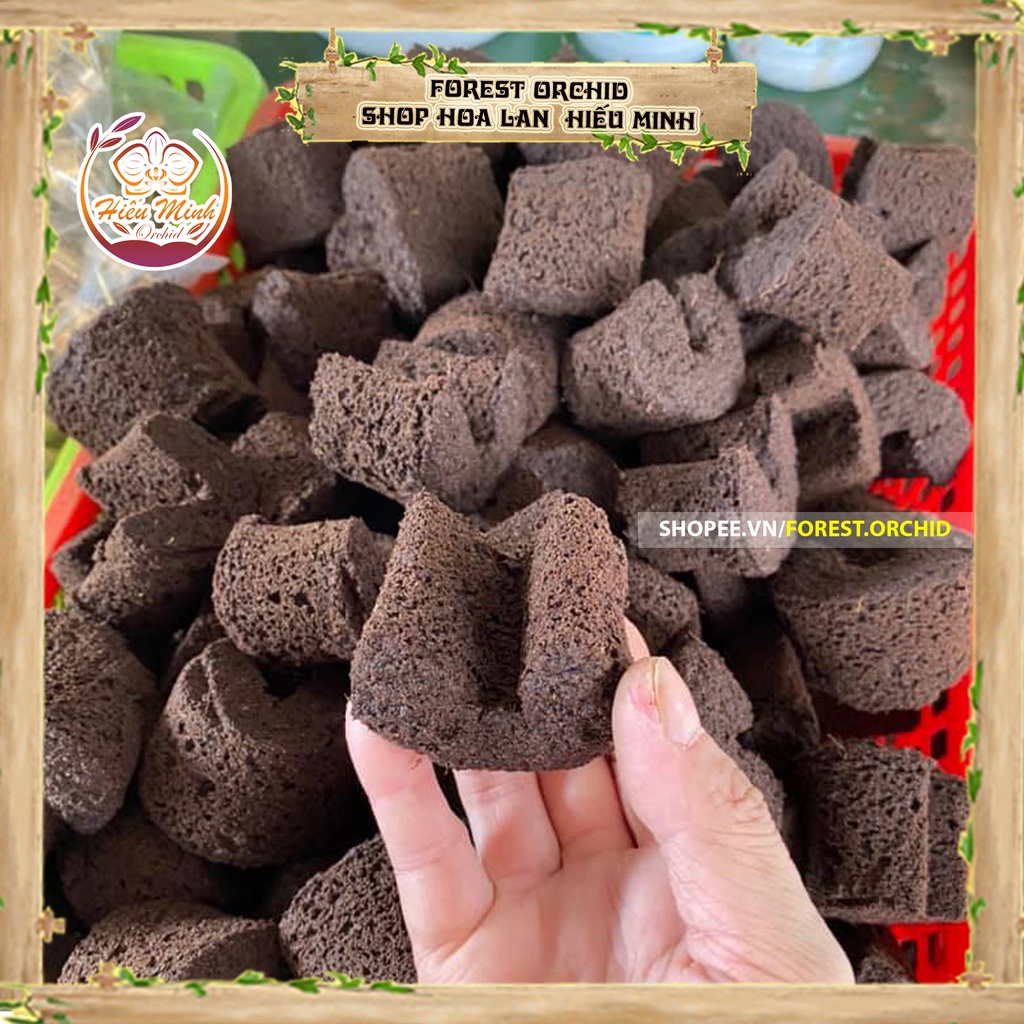 Mút Ươm Kei Hà Lan, cho Hoa, Lan ,loại , TỐT, Thuốc,Làm, cây cảnh và hạt giống, Bền, Đẹp, Xanh, Sống, Chất,Lượng