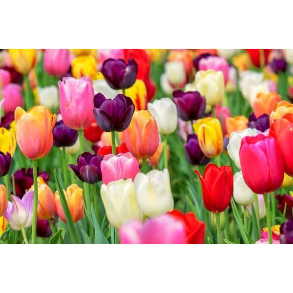 Tinh Dầu Hoa Tulip Nguyên Chất Thiên Nhiên 100% Lọ 10ml Tinh Dầu Hoa Tulip Thơm Phòng Nguyên Chất Giúp Đuổi Muỗi Khử Mùi