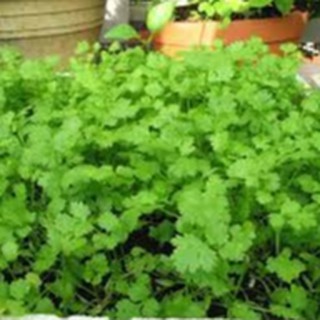 20gram HẠT GIỐNG RAU MÙI (NGÒ)