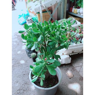 Sen Đá Ngọc Bích Size Lớn