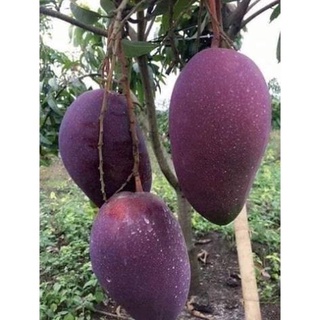 Cây xoài thái tím