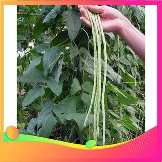 Hạt Giống Đậu Đũa - 10 Gram Hạt [ Tặng bộ dụng cụ làm vườn Mini 3 món ] VIETGAR