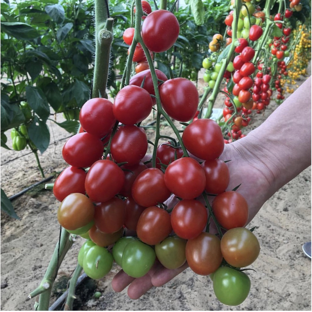 hạt giống cà chua bi chùm