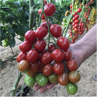hạt giống cà chua bi chùm