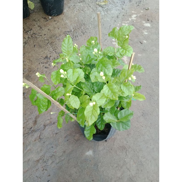 Hoa nhài ta kép