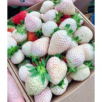 HẠT GIỐNG DÂU TÂY TRẮNG TUYẾT Wild Strawberry - White Soul (Fragaria Vesca White Soul) 50 GIỐNG ~ rất ngọt ngào